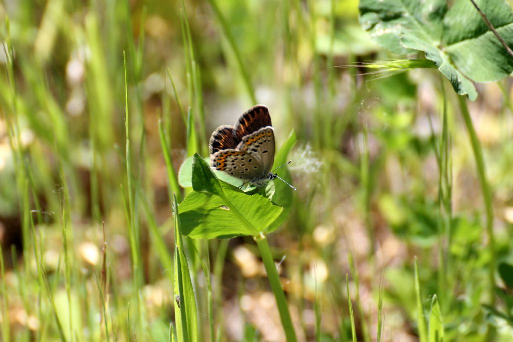 Plebejus sp., Lycaenidae